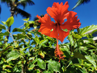 Tropical Nature: Red/orange hibiscus flower with green leaves against a bright blue sky. Riviera Maya, Mexico.