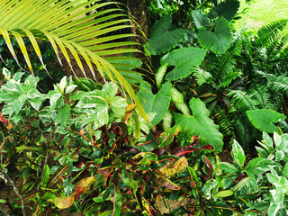 Mix of tropical leaves and healthy nature from Riviera Maya in Mexico.