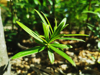 Tropical Nature: Close-up photo of a small part of a plant with long leaves in the sunlight of Riviera Maya, Mexico.