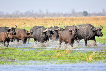 African buffaloes running through water in Botswana