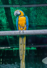 Parrots, also known as psittacines, are birds of the roughly 393 species in 92 genera comprising the order Psittaciformes.
