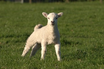 White fluffy baby lamb photo