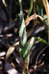 Bruchi, Brithys crini, larva farfalla, giglio
