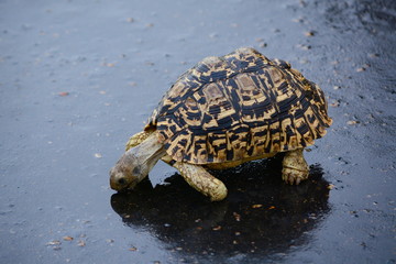 Leopard tortoise