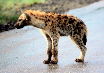 Hyena cubs