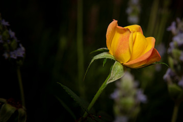 small garden flowers with beautiful colors and beautiful details