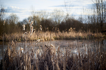 Yellow and brown dry reeds stands on the shore of forest lake. Early spring. Dry cat tails plant. Selective focus.