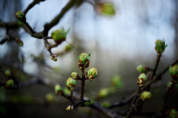 Young green leaves blooming on the tree. Unblown bud blooming. Very young green leaves. Shallow focus.