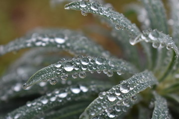 Clear water droplets on spikey green leaves.