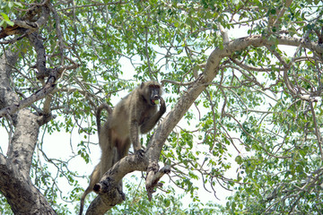 Baboon eating in a tree