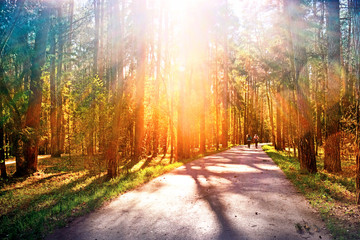 park forest landscape at sunset with sun rays through trees against setting sun background Wide view of road in wood towards setting sun People running along pathway Natural color of nature