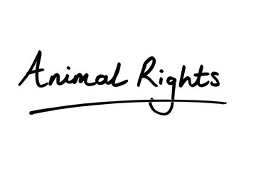 Animal Rights