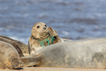 Animal welfare. Seal caught in plastic fishing net. Marine pollution.