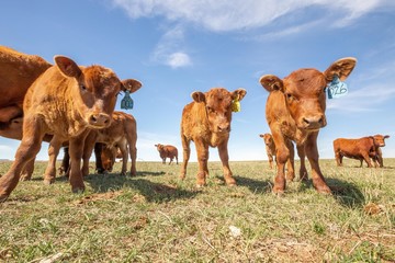 Group of calves