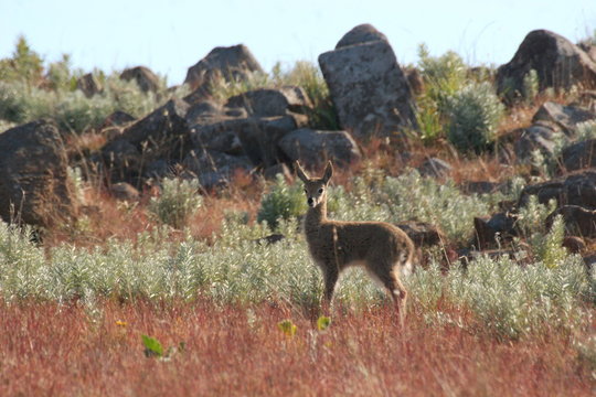 Baby reedbuck in Dullstroom, South Africa