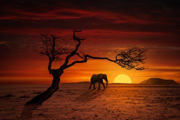 Einsame Elefant