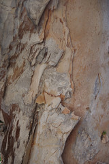 Close-up view of a section of the trunk of an melaleuca tree with its paper-like bark