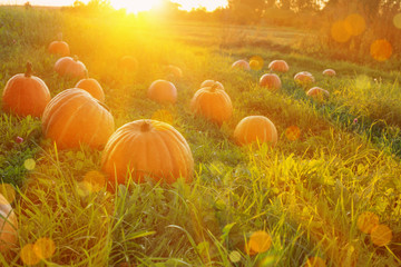 field with pumpkins at sunset
