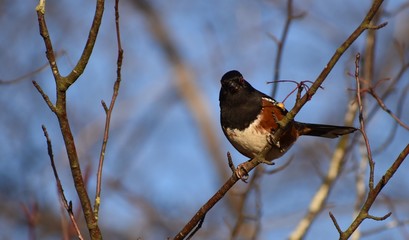 Spotted Towhee bird sitting on a branch. Out of focus brown branches and blue sky in background. Taken in Autumn