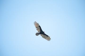 Fototapeta premium Turkey Vulture