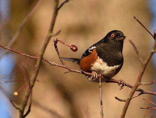 Spotted Towhee bird sitting on a branch. Out of focus brown branches and blue sky in background. Taken in Autumn