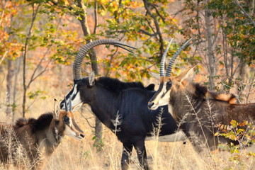 Sable family photo © Annique
