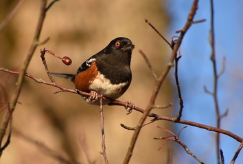 Spotted Towhee bird sitting on a branch. Out of focus brown branches and blue sky in background. Taken in Autumn