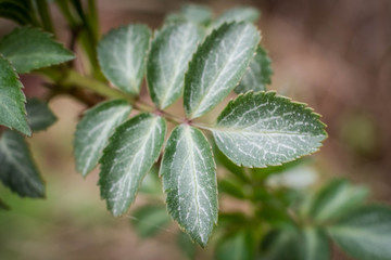 leaves on branch