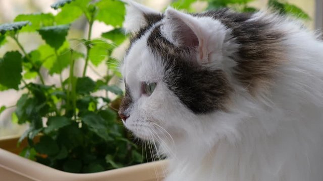 a fluffy Siberian cat, white with spots, sits on the windowsill near the mint and Melissa seedlings and looks out the window