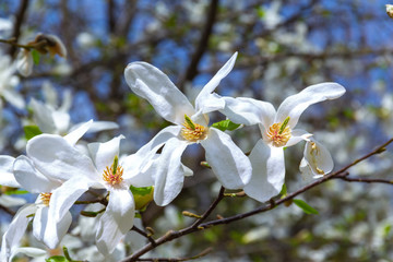 Fototapeta na wymiar White magnolia flowers in the sun.