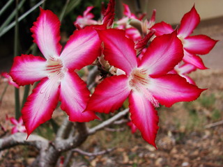 Impala lily close-up