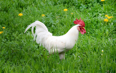 gallin auova gallo prateria uova di gallina 