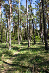 Nadelwald im Frühling