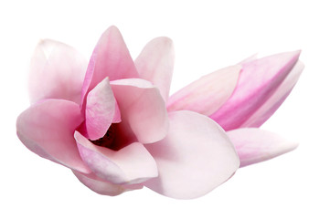 two magnolia flowers