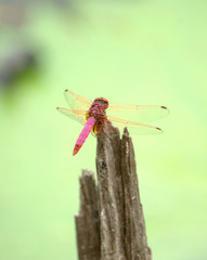 Dragonflies at a pond