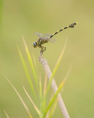 Dragonflies at a pond