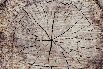 Old wood slab cut with cracks texture background.