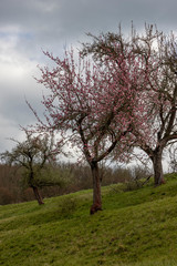 Obraz premium Kirschbaum mit Blüten