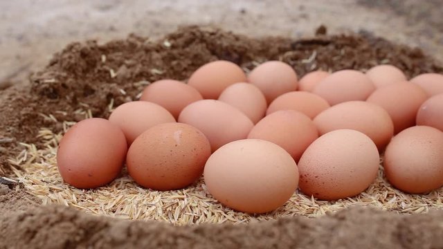 Fresh chicken eggs in natural farm lie on rice husk. Group of organic free range chicken eggs.