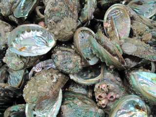 한국 완도에서 잡은 활전복 