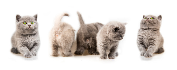 Small gray kitten isolated on white background