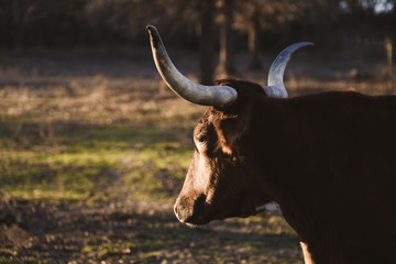 Texas longhorn cow in farm field shadows of morning light.