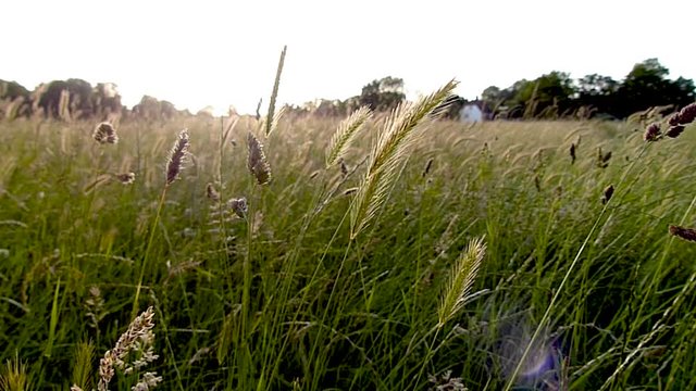 Yellow and green grass in slo-motion moving in a blue sky