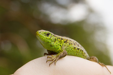 animal reptiles macro  lizard, fauna, animals