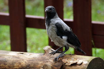Raven chick (Corvus cornix), fallen from a nest in the forest at the cottage
