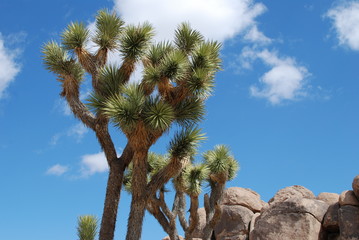 joshua tree on blue sky