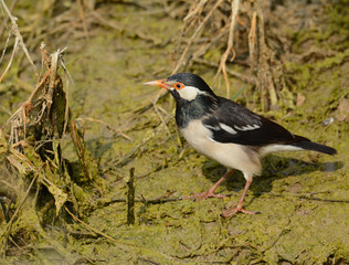 Asian pied starling