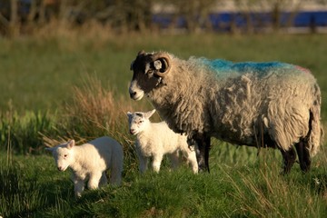 Baby lambs with sheep in the field