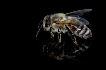 Bee on a black background - 344624733