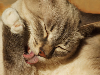 Fototapeta na wymiar A cat with a rough tongue licks a paw 